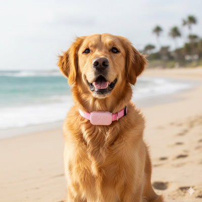 Sécurité et liberté