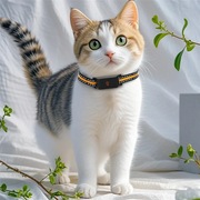 Collier de suivi GPS anti-perte 4G pour animaux, étanche IP67, localisateur en temps réel pour chien, chat